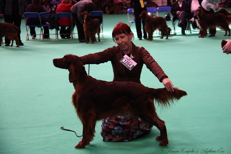 Crufts2011 647.jpg